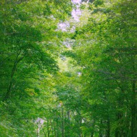 /album/%e3%83%95%e3%82%a9%e3%83%88%e3%82%ae%e3%83%a3%e3%83%a9%e3%83%aa%e3%83%bc/a2239-jpg/