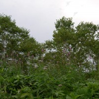 /album/%e3%83%95%e3%82%a9%e3%83%88%e3%82%ae%e3%83%a3%e3%83%a9%e3%83%aa%e3%83%bc/dscn2244-jpg/