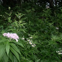 /album/%e3%83%95%e3%82%a9%e3%83%88%e3%82%ae%e3%83%a3%e3%83%a9%e3%83%aa%e3%83%bc/dscn2278-jpg/