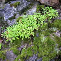 /album/%e3%83%95%e3%82%a9%e3%83%88%e3%82%ae%e3%83%a3%e3%83%a9%e3%83%aa%e3%83%bc/dscn2669-jpg/