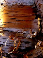 /album/%e6%9c%a8%e3%80%85%e8%8d%89%e3%80%85/imgp0166-jpg/