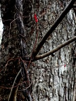 /album/%e6%9c%a8%e3%80%85%e8%8d%89%e3%80%85/imgp0294-jpg/