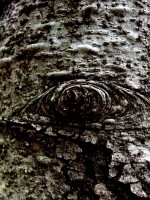 /album/%e6%9c%a8%e3%80%85%e8%8d%89%e3%80%85/imgp0310-jpg/