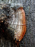 /album/%e6%9c%a8%e3%80%85%e8%8d%89%e3%80%85/imgp0329-jpg/