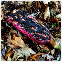 /album/%e5%9c%b0/imgp0299-jpg/