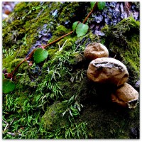 /album/%e5%9c%b0/imgp0318-jpg/