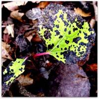 /album/%e5%9c%b0/imgp0074-jpg/