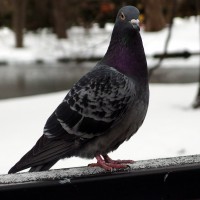 /album/%e9%b3%a5/imgp1447-jpg/