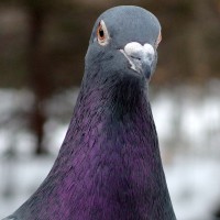 /album/%e9%b3%a5/imgp1448-jpg/