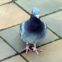 /album/%e9%b3%a5/imgp1449-jpg/