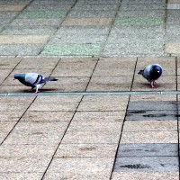 /album/%e9%b3%a5/imgp1399-jpg/