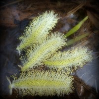 /album/spring-mt-nikoro/imgp1722-jpg/