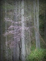 /album/spring-mt-nikoro/imgp1735-jpg/