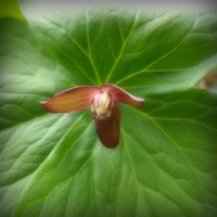 /album/spring-mt-nikoro/imgp1727-jpg/