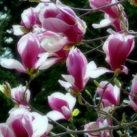 /album/%e5%8c%97%e8%a6%8b%e3%83%95%e3%83%a9%e3%83%af%e3%83%bc%e3%83%91%e3%83%a9%e3%83%80%e3%82%a4%e3%82%b9/imgp1872-jpg/