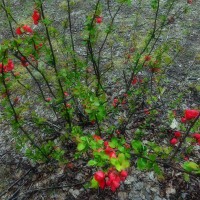 /album/%e5%8c%97%e8%a6%8b%e3%83%95%e3%83%a9%e3%83%af%e3%83%bc%e3%83%91%e3%83%a9%e3%83%80%e3%82%a4%e3%82%b9/imgp1905-jpg/