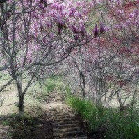 /album/%e5%8c%97%e8%a6%8b%e3%83%95%e3%83%a9%e3%83%af%e3%83%bc%e3%83%91%e3%83%a9%e3%83%80%e3%82%a4%e3%82%b9/imgp1912-jpg/