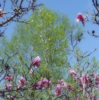 /album/%e5%8c%97%e8%a6%8b%e3%83%95%e3%83%a9%e3%83%af%e3%83%bc%e3%83%91%e3%83%a9%e3%83%80%e3%82%a4%e3%82%b9/imgp1916-jpg/