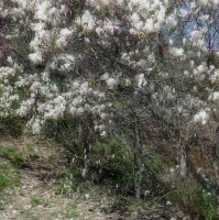 /album/%e5%8c%97%e8%a6%8b%e3%83%95%e3%83%a9%e3%83%af%e3%83%bc%e3%83%91%e3%83%a9%e3%83%80%e3%82%a4%e3%82%b9/imgp1918-jpg/