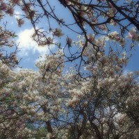 /album/%e5%8c%97%e8%a6%8b%e3%83%95%e3%83%a9%e3%83%af%e3%83%bc%e3%83%91%e3%83%a9%e3%83%80%e3%82%a4%e3%82%b9/imgp1920-jpg/