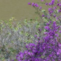 /album/%e5%8c%97%e8%a6%8b%e3%83%95%e3%83%a9%e3%83%af%e3%83%bc%e3%83%91%e3%83%a9%e3%83%80%e3%82%a4%e3%82%b9/imgp1922-jpg/