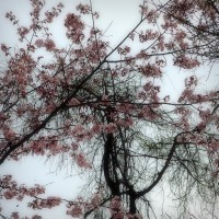 /album/spring-mt-nikoro/imgp1806-jpg/