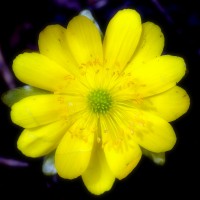 /album/spring-mt-nikoro/imgp1818-jpg/