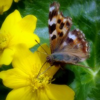 /album/spring-mt-nikoro/imgp1828-jpg/