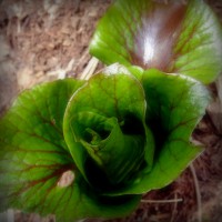 /album/spring-mt-nikoro/imgp1731-jpg/