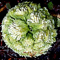 /album/spring-mt-nikoro/a1-imgp3065-jpg/