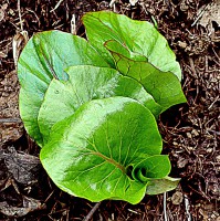 /album/spring-mt-nikoro/a1-imgp3068-jpg/